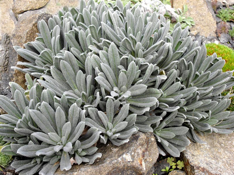 Onosma alborosea photo